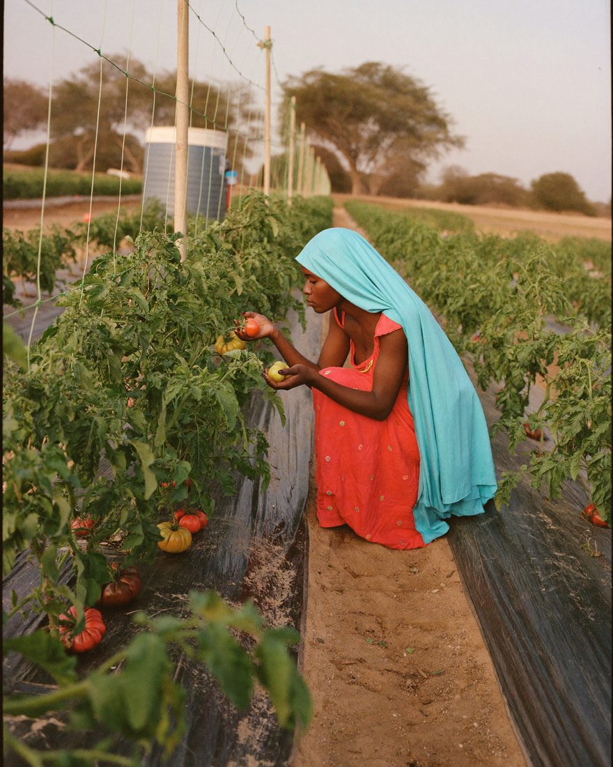 A Somali woman farmer inspects ripening tomatoes along a drip-irrigation line on a smallholder plot.