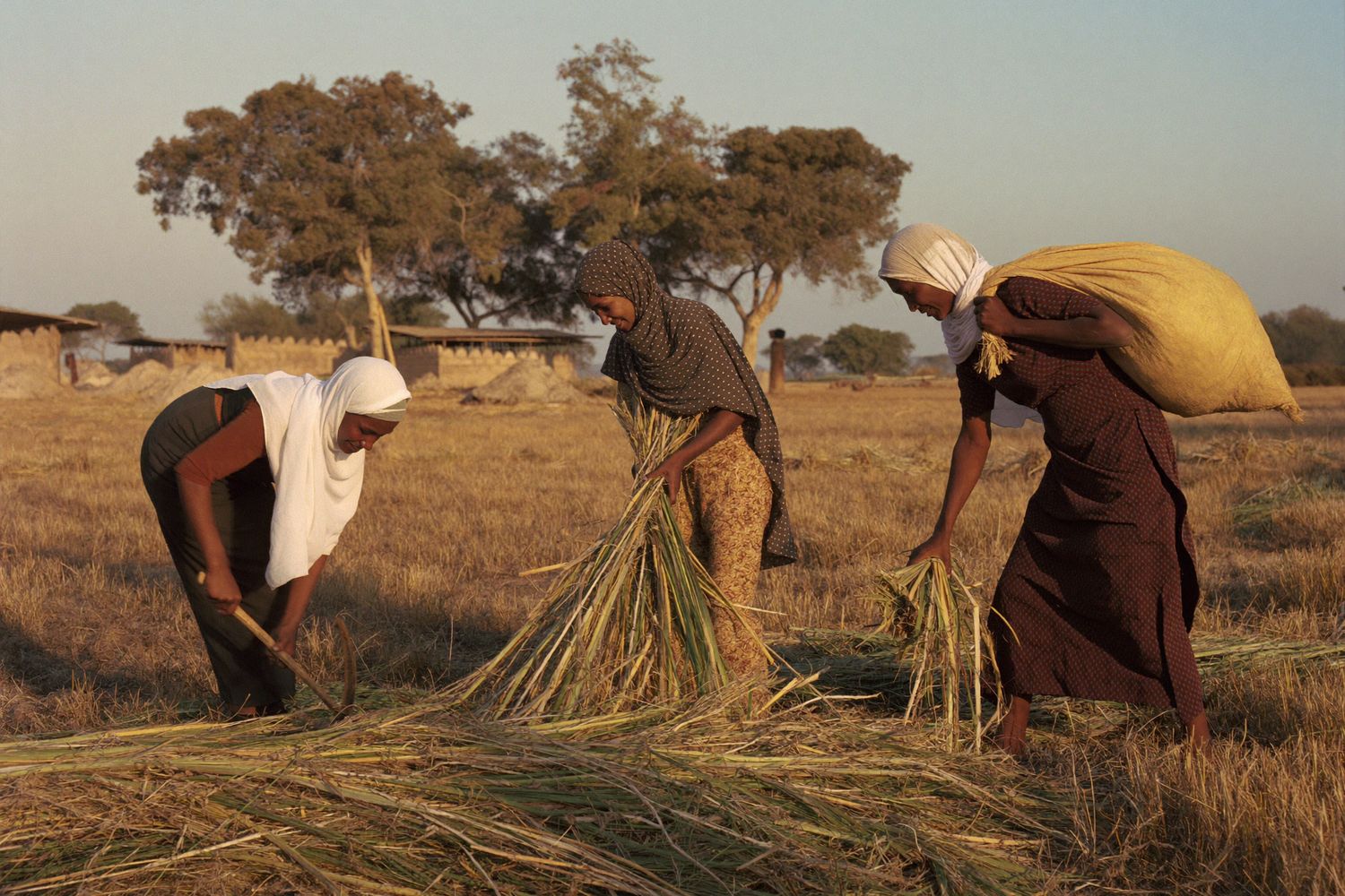 Three Somali women cut and gather a cereal harvest by hand in golden late-afternoon light.